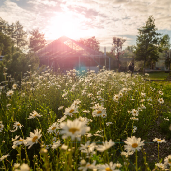 moonsfarm-20200526-5995